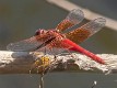 Brachythemis lacustris male